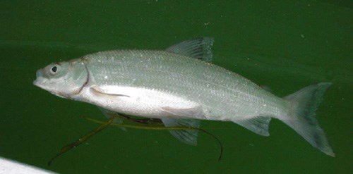 Dead cisco fish