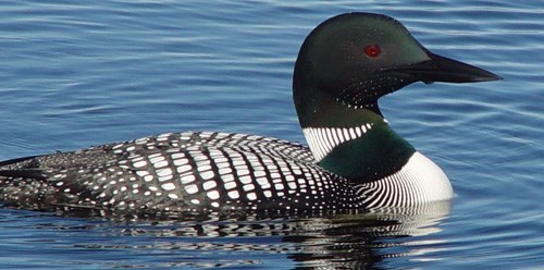 Common loon on lake