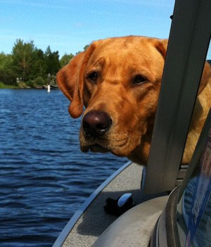 A dog sticking its head over the side of a motorboat.