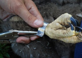 Affixing a band on an eaglet.