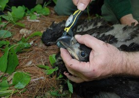 Bill depth measurement of an eaglet.