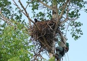 EagleBanding_Teryl_Climbing EagleBanding_Teryl_Climbing