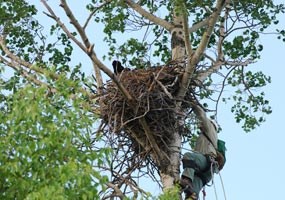 EagleBanding_Teryl_Climbing