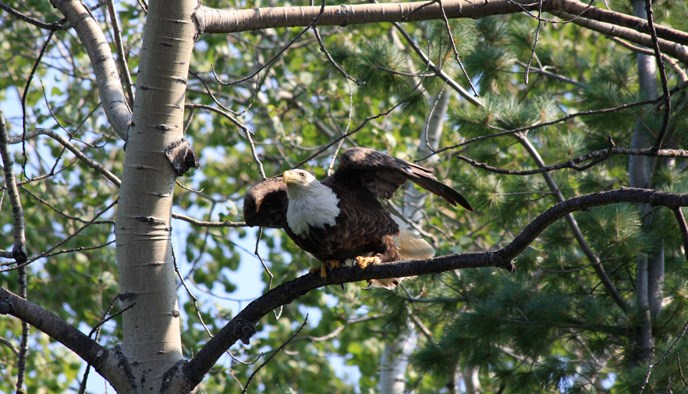 A mature eagle ready to take flight from a tree