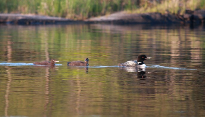 An adult loon with two chicks swimming