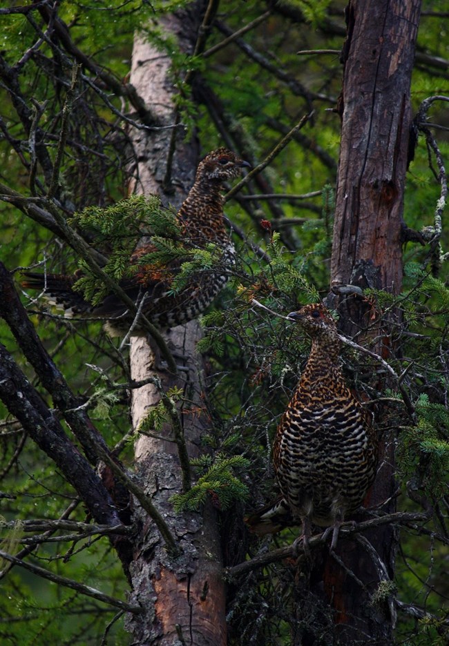 Two Spruce Grouse are near each other sitting on tree branches.
