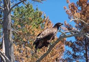 Banded juvenille bald eagle.