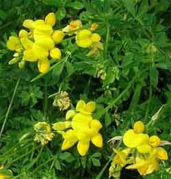 Birdsfoot Trefoil