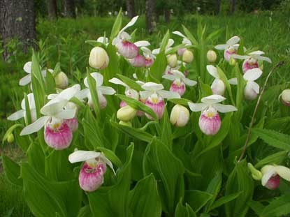 Ladyslippers Ladyslippers