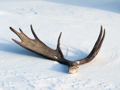 A moose antler shed found in the winter time