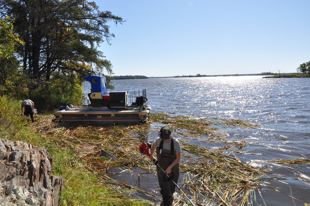 Two staff members use trimmers to cut down cattails. A pontoon like boat moored on the shoreline.  Cattail parts floating in the water.