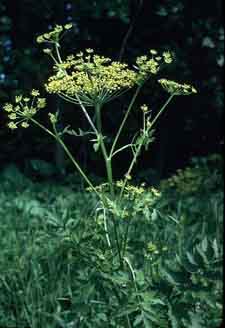 Wild Parsnip Wild Parsnip