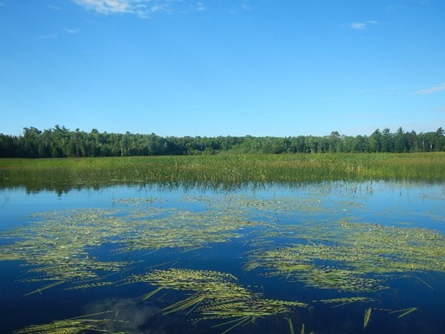 Still water and grasses under blue sky.  Trees and emergent vegetation in background, and wild rice in foreground.