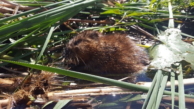 Muskrat emerging from water surrounded by cattails