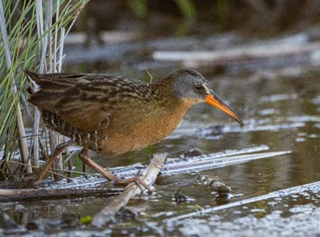 Small brown bird with grey head and long orange beak waiding though shallow water near cattails.