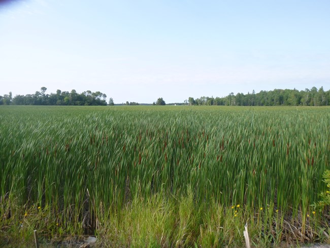A thick mat of cattails taking over wetlands.