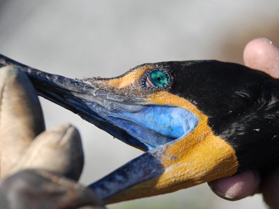 A cormorant's teal-blue eyes and bright yellow throat during breeding season.