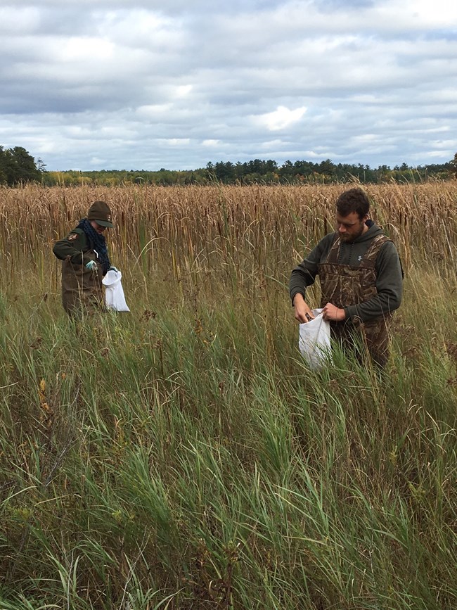 Two staff members collecting native cattail seeds in a cattail marsh area.