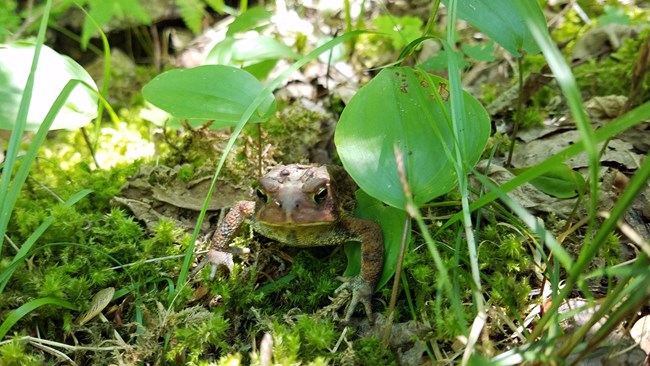 American toad sits in the grass.