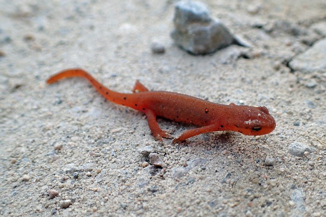 A small red salamander walking on sand.