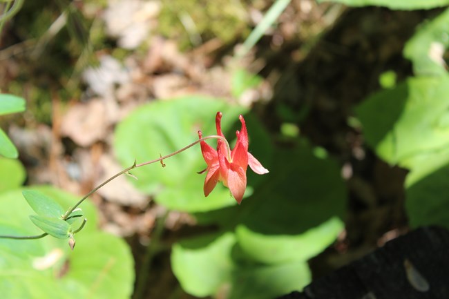 An individual red columbine flower. A nodding, red and yellow flower with upward spurred petals alternating with spreading, colored sepals and numerous yellow stamens hanging below the petals.