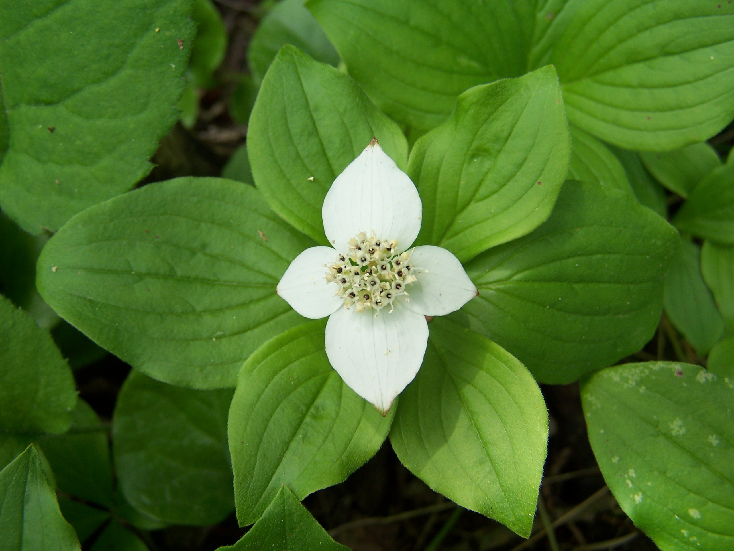 Wildflowers Voyageurs National Park (U.S. National Park Service)