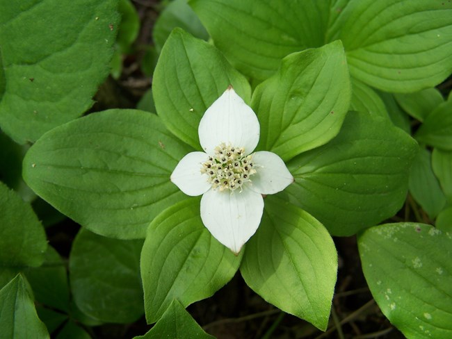 Bunchberry flower. The small and inconspicuous yellowish flowers, grouped in heads surrounded by four large and showy white (rarely pink) petallike bracts (modified leaves), give rise to clusters of red fruits