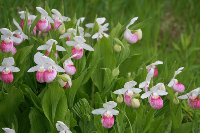 A group of showy Lady Slipper orchids. The flower is six-parted, with a pouch that's one to two inches long and round with in-rolled edges, white with deep rose coloring.