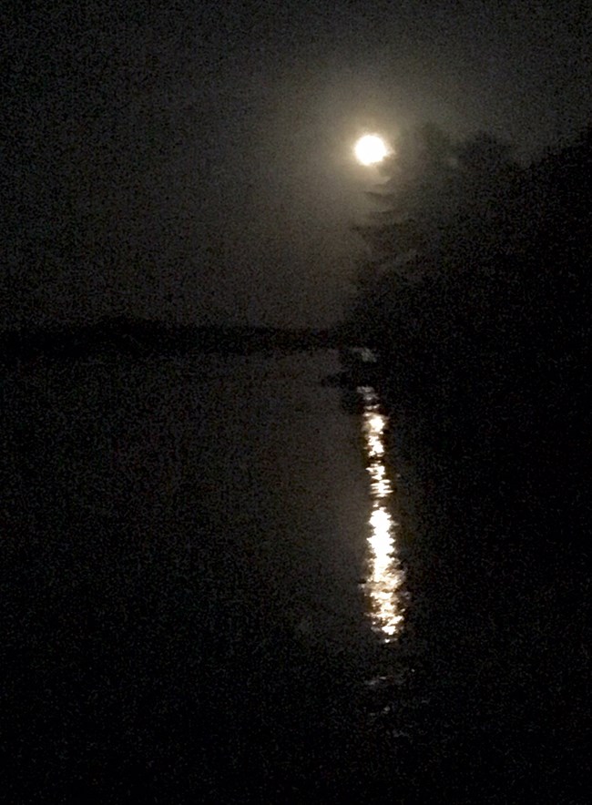 A bright full moon illuminates the shadowy silhouette of a pine tree and reflects in the dark waters of a scenic lake.