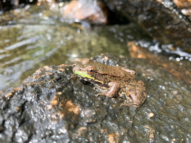 Brown and green frog sitting on a wet rock.
