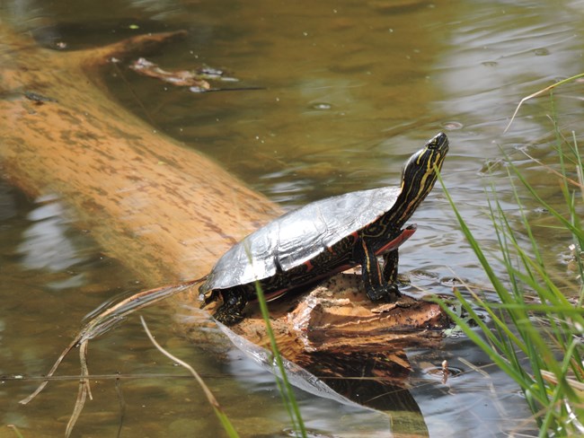 A Western painted Turtle suns itself on a log that is sitting in shallow water.