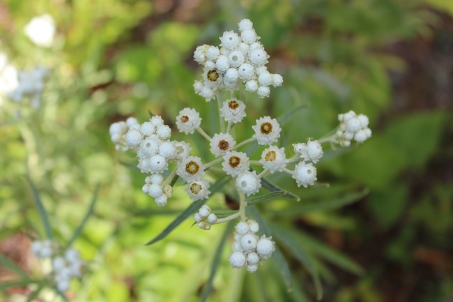 The leaves on the pearly everlasting are long and slender with green surfaces and densely white-woolly undersides (matching the cottony stems). The flowers often have a slightly musky odor.