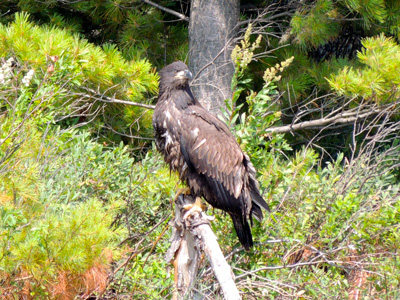 A juvenile bald eagle perched on a dead tree