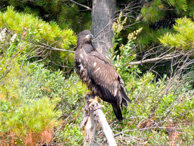 A juvenile bald eagle perched on a dead tree A juvenile bald eagle perched on a dead tree