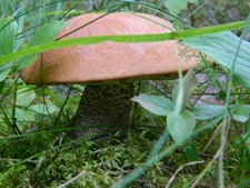 Scaber Stalk Mushroom