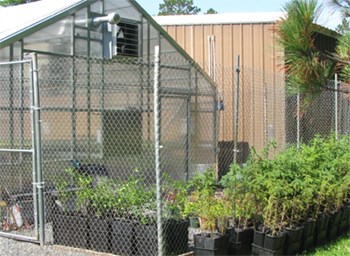 Exterior view of Native Plant Nursery with rows of potted pine trees.