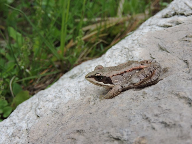 A light brown frog sits on top of a rock.