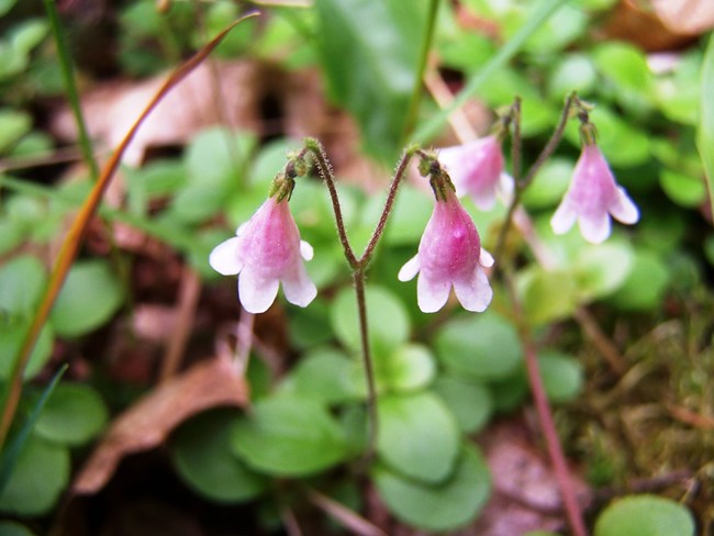 The pink to white bell-like flowers are nodding and are born in pairs on short, thin Y-shaped stalks, seldom exceeding six inches in height, hence the common name “twinflower”