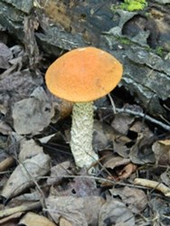 Birch Bolete Mushroom