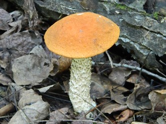 Birch Bolete