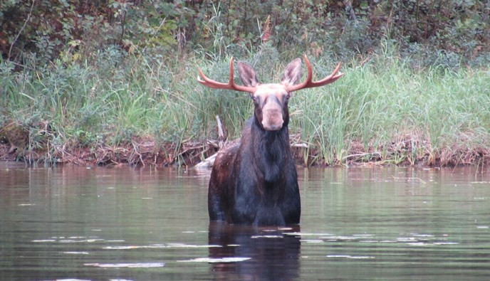 A bull moose standing in the water
