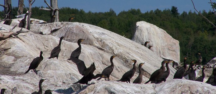Double Crested Cormorants sitting on a rock