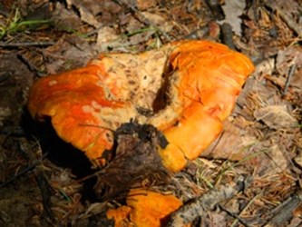 Lobster Mushroom