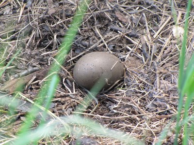 A single loon egg found in a nest