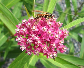 Asclepias Incarnata (Milkweed)