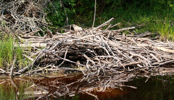Beavers build their lodges by piling up tree limbs
