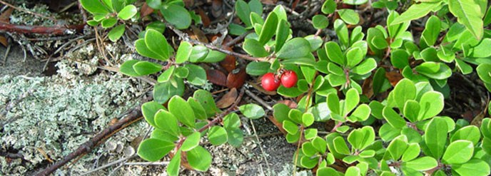 bearberry