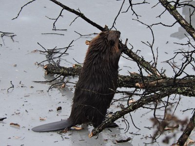 Under The Willows Beavers As A Keystone Species At Voyageurs National Park