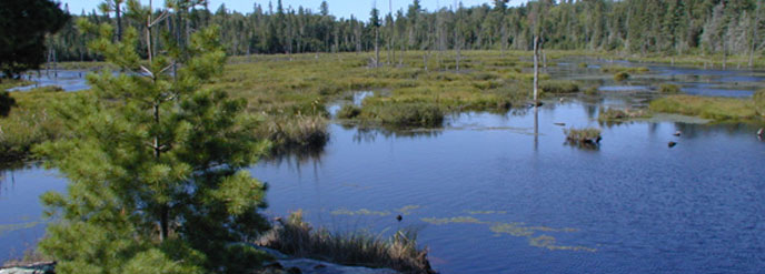beaverpond beaverpond