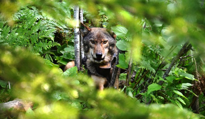 This wolf is one of several collared and tagged wolves in Voyageurs National Park. This wolf is one of several collared and tagged wolves in Voyageurs National Park.